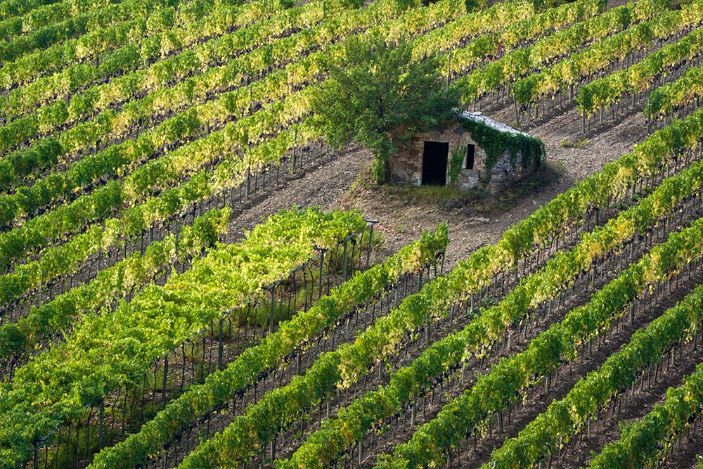 Italy-Tuscany Vineyard with grapes on the vine and small shed in the field art print by Julie Eggers for $57.95 CAD